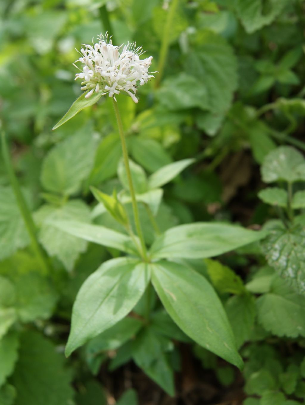 Asperula taurina / Stellina cruciata