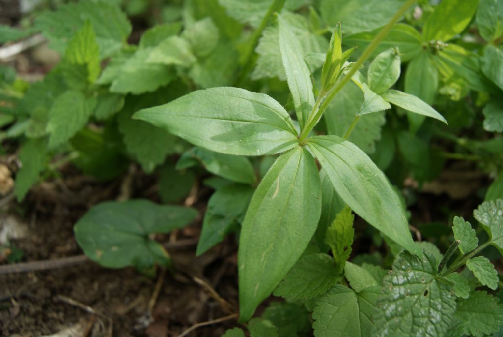 Asperula taurina / Stellina cruciata