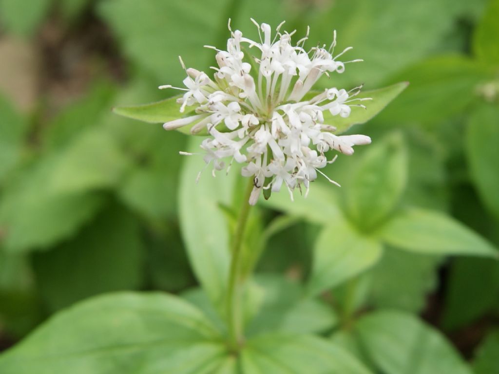 Asperula taurina / Stellina cruciata