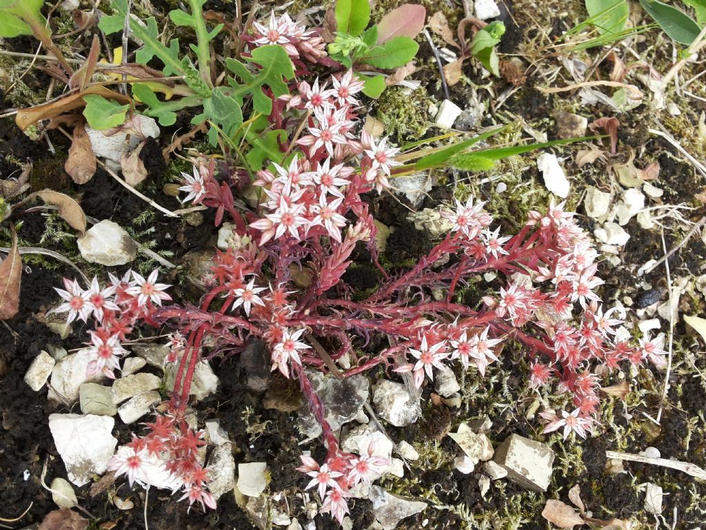 Sedum hispanicum / Borracina glauca