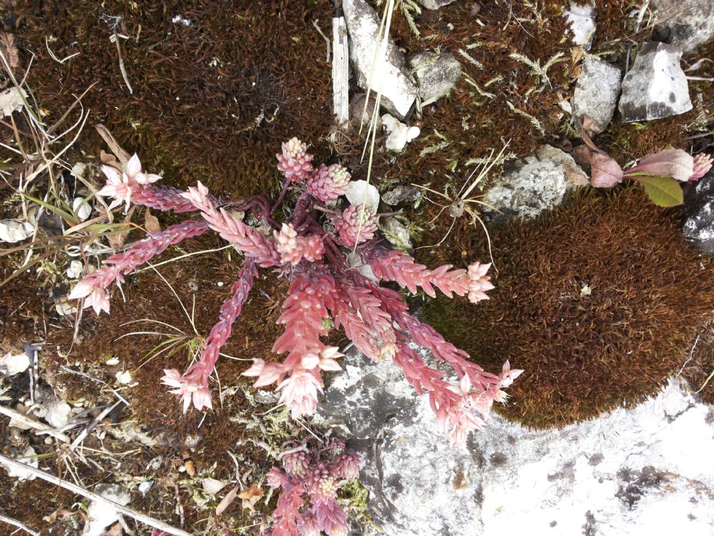 Sedum hispanicum / Borracina glauca