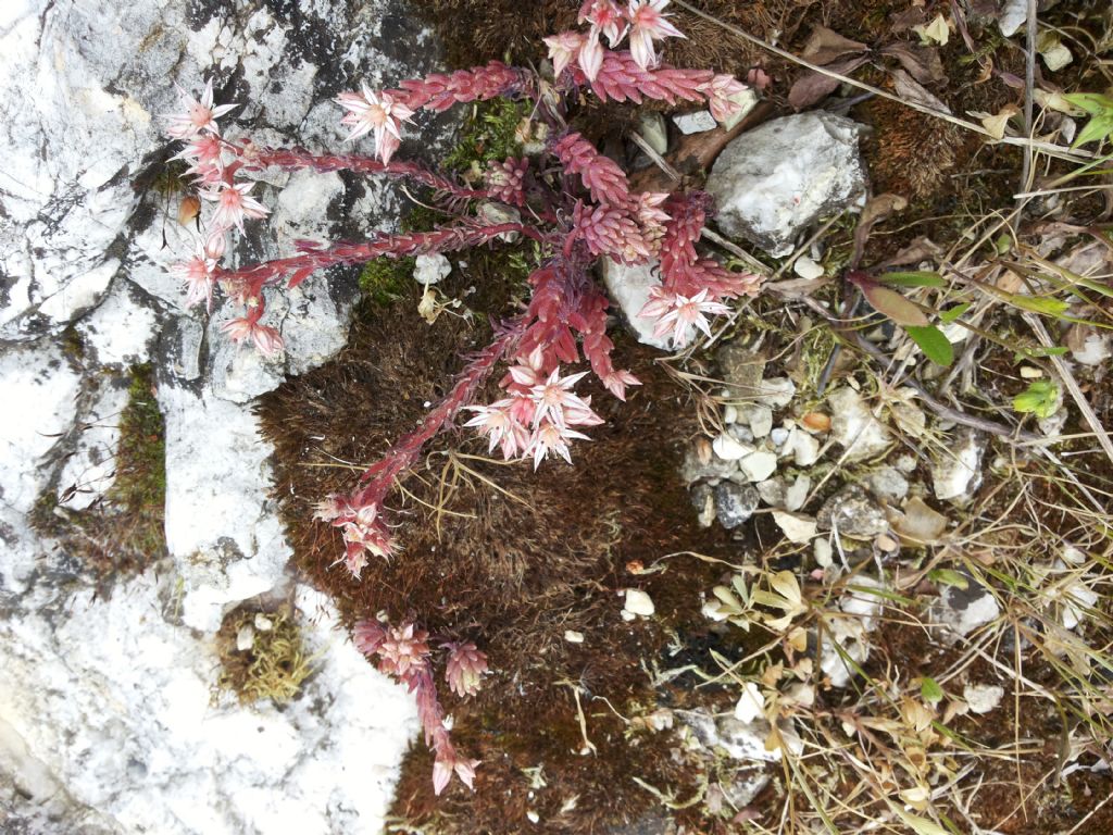 Sedum hispanicum / Borracina glauca