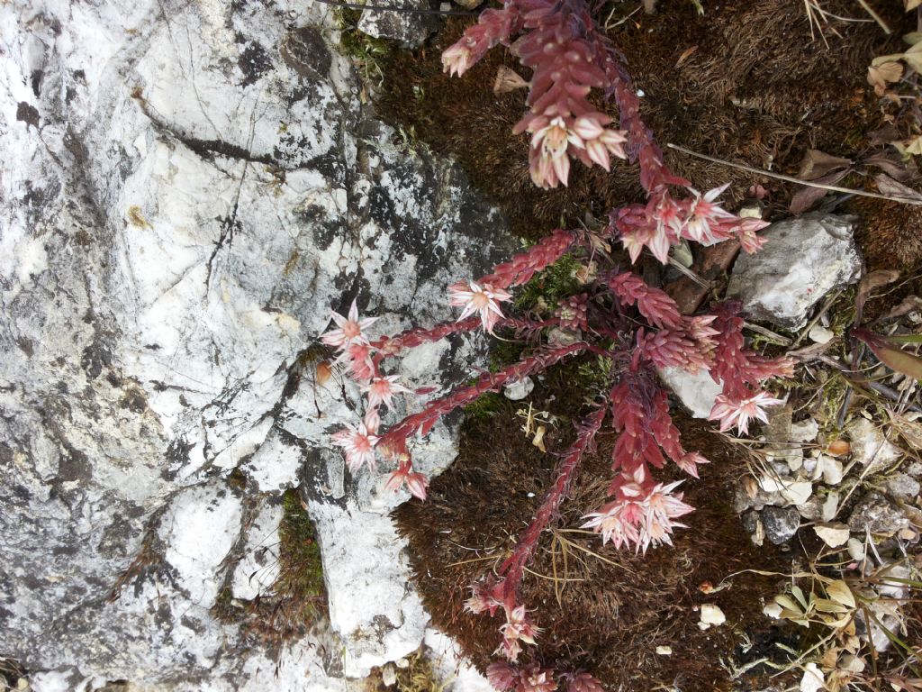 Sedum hispanicum / Borracina glauca