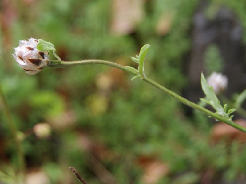 Centaurea deusta  (Asteraceae)