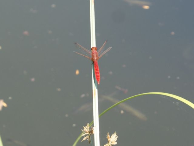 Crocothemis erythraea