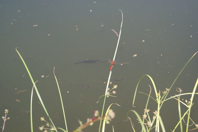 Crocothemis erythraea