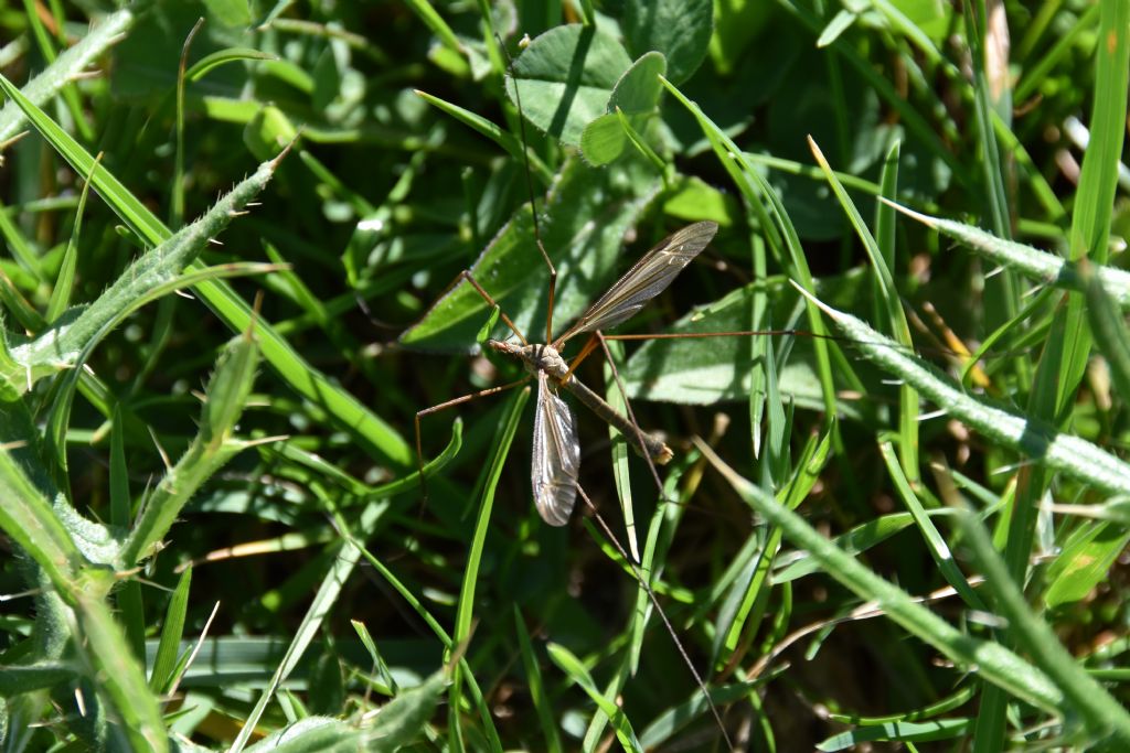 Quale tipula? Tipula sp., maschio