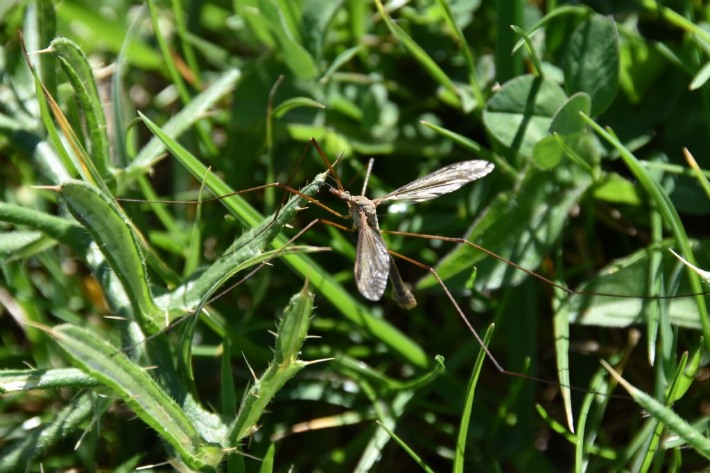 Quale tipula? Tipula sp., maschio