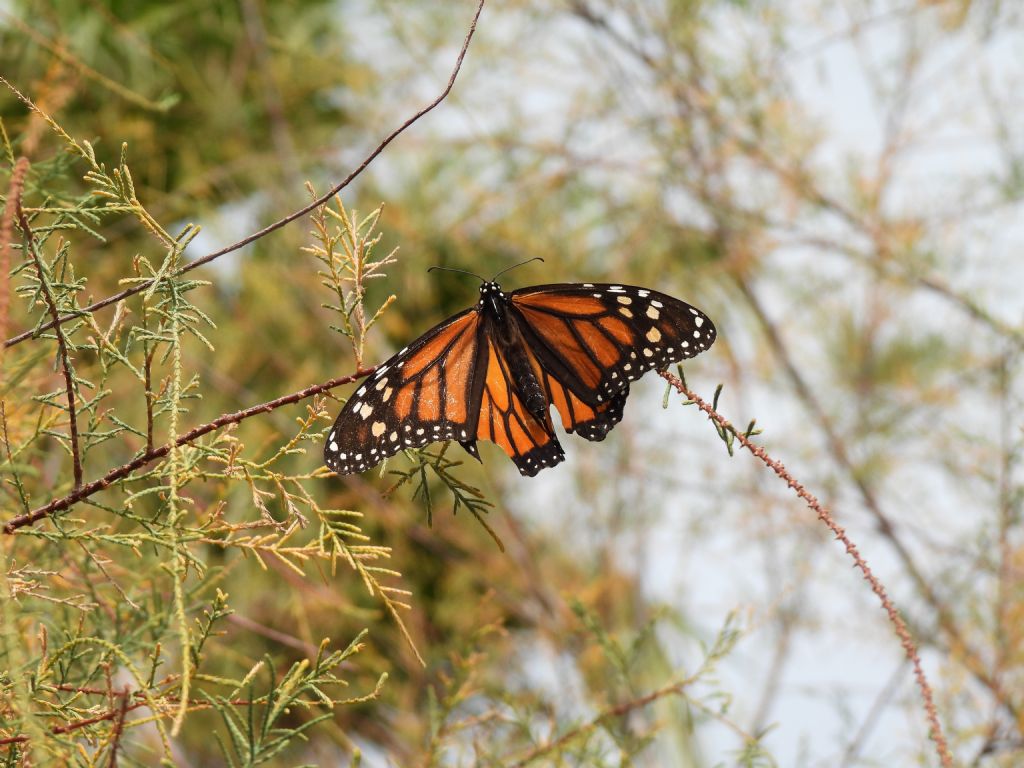 Danaus plexippus