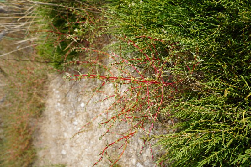 Salsola soda?