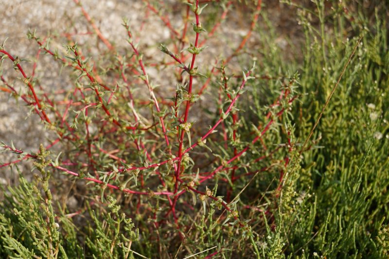 Salsola soda?