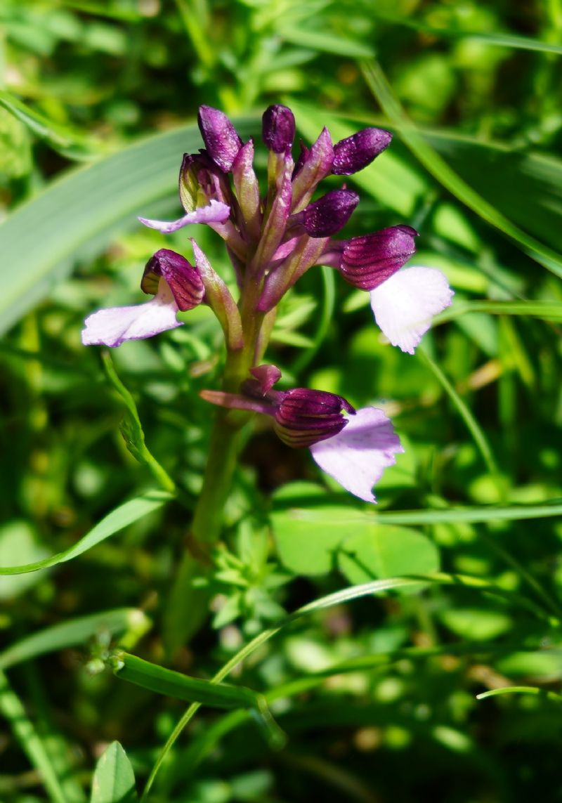 Anacamptis papilionacea o xgennari?