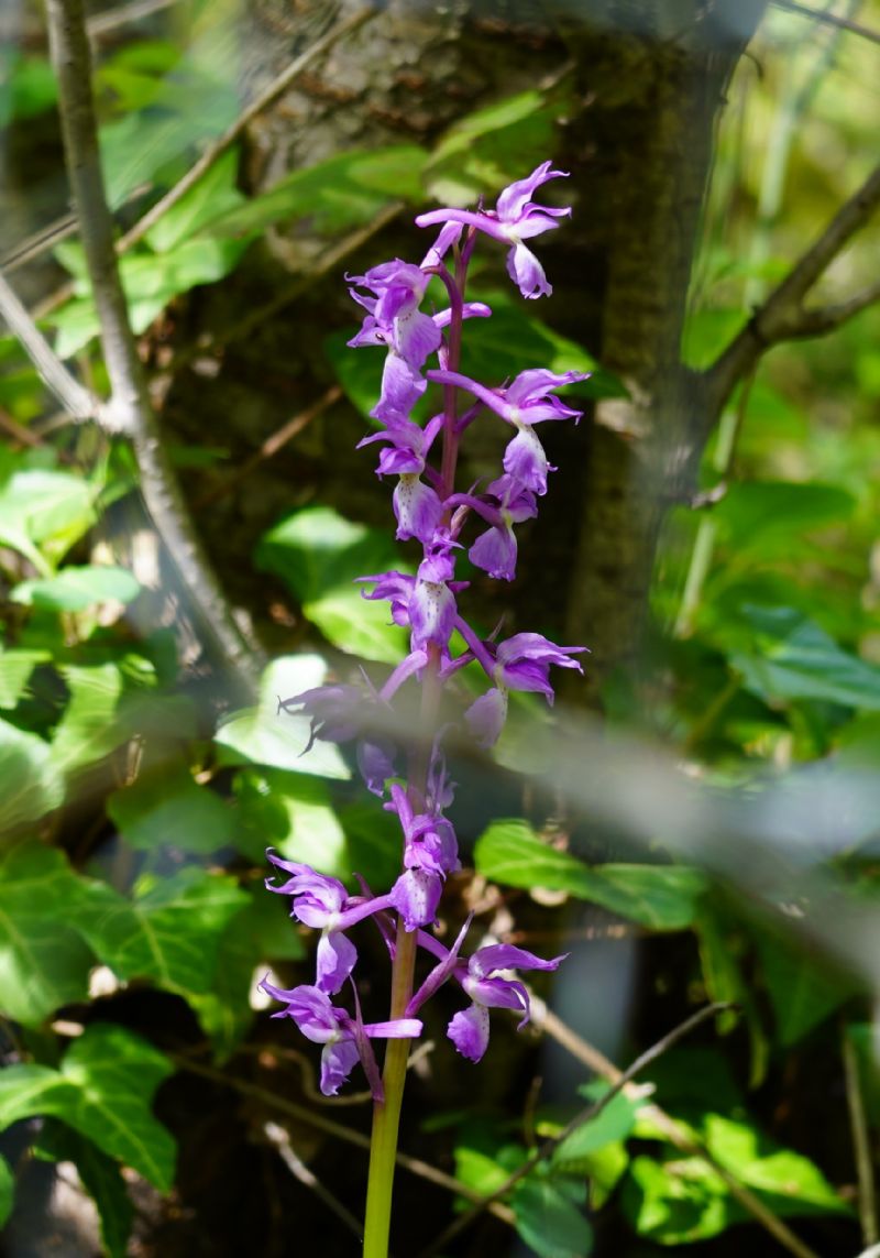 Orchis da id