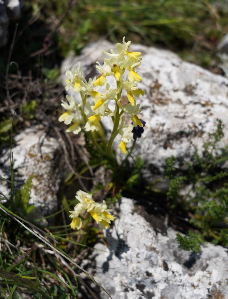 Orchis pauciflora?