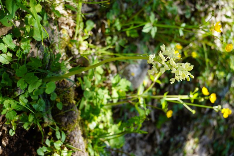 Orchis provincialis?