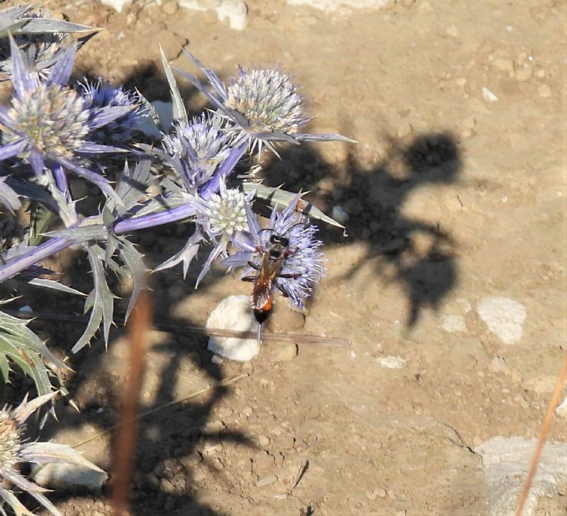 Sphecidae: femmine di Sphex flavipennis (e Sphex cfr. funerarius)