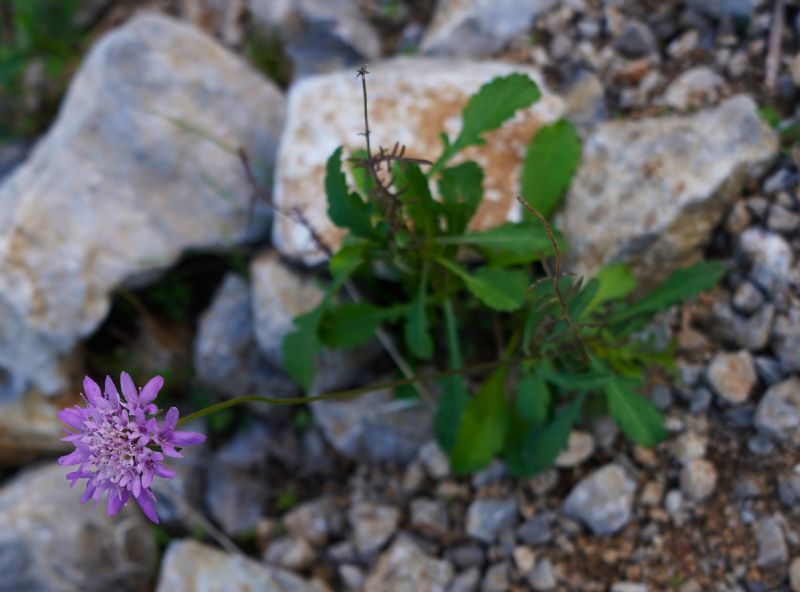 Scabiosa o Sixalix?