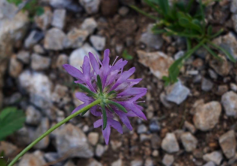 Scabiosa o Sixalix?