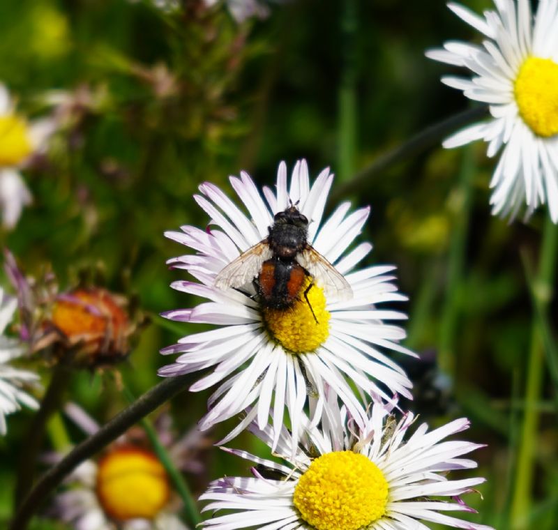 Tachinidae: Peleteria cf.