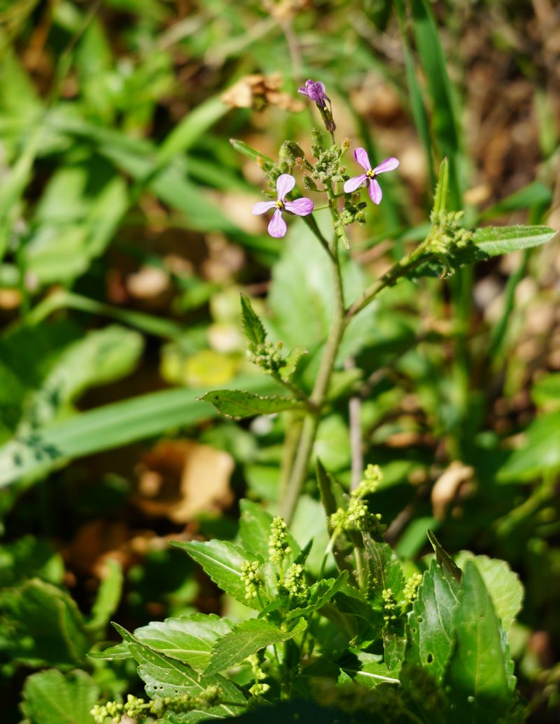 Brassicacea