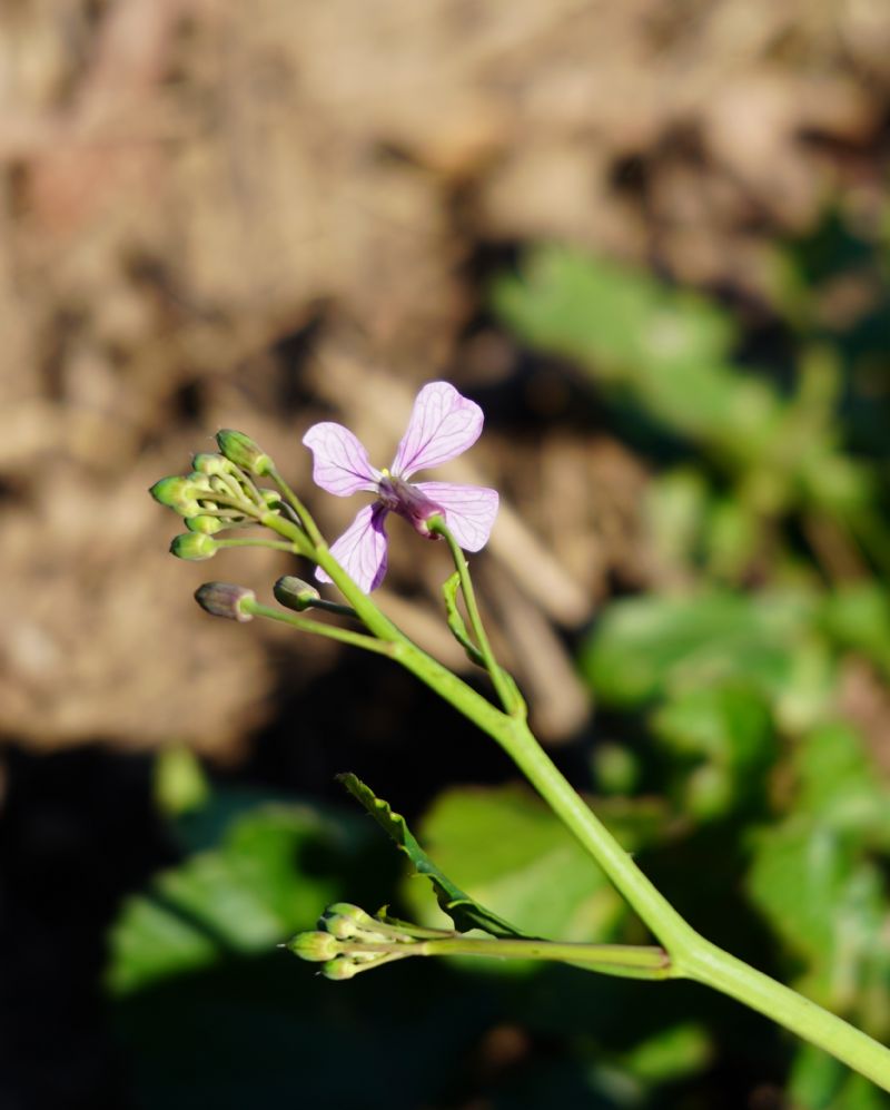 Brassicacea