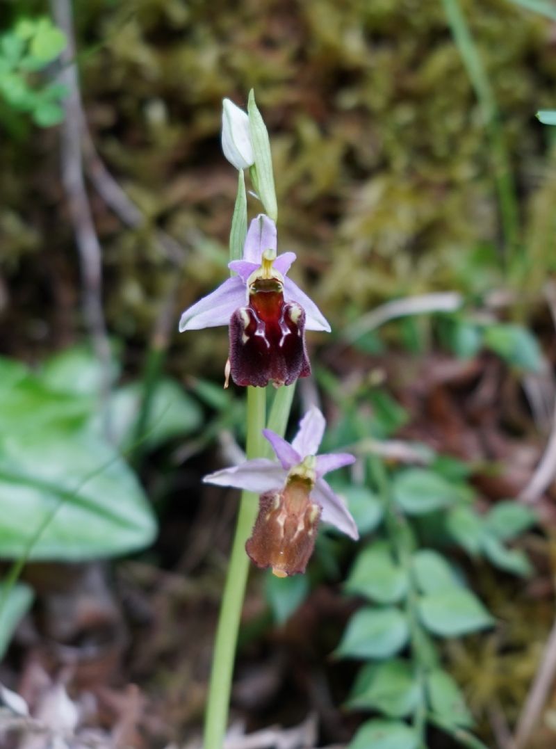 Ophrys.....