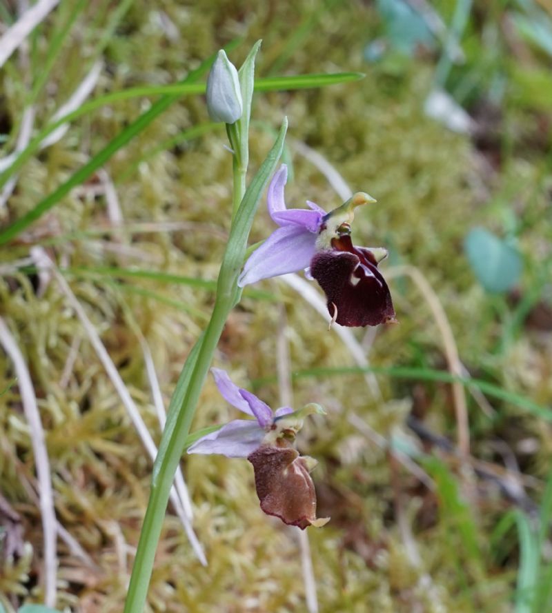 Ophrys.....