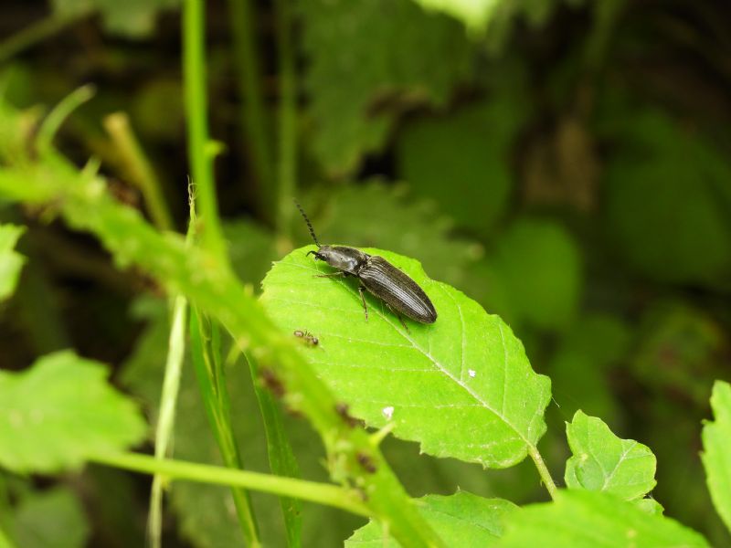 Elateridae