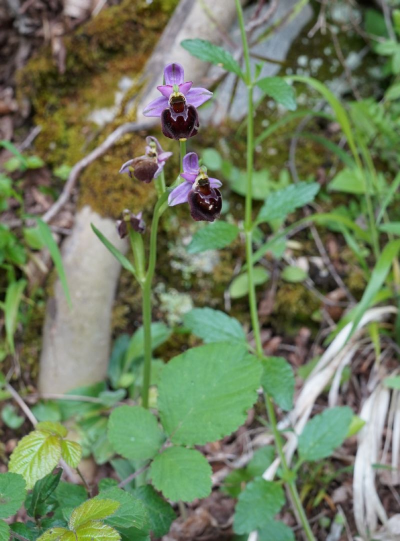 Ophrys.....