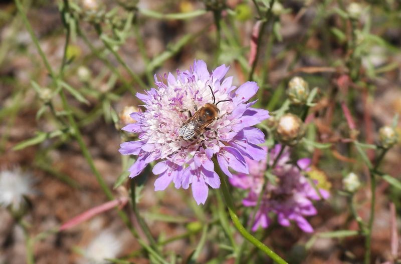 Apidae Apinae: cf. Tetralonia scabiosae