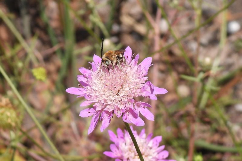 Apidae Apinae: cf. Tetralonia scabiosae