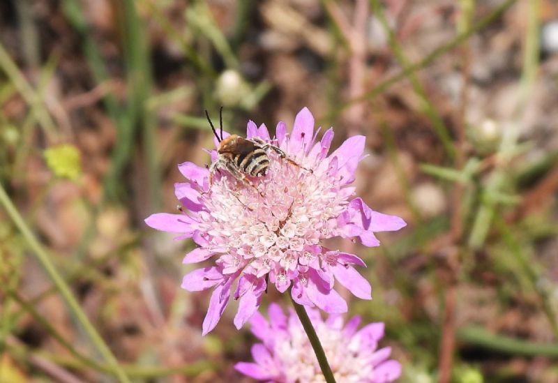 Apidae Apinae: cf. Tetralonia scabiosae