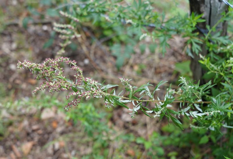 Artemisia vulgaris o verlotiorum?