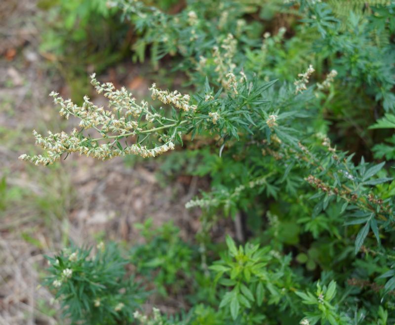 Artemisia vulgaris o verlotiorum?