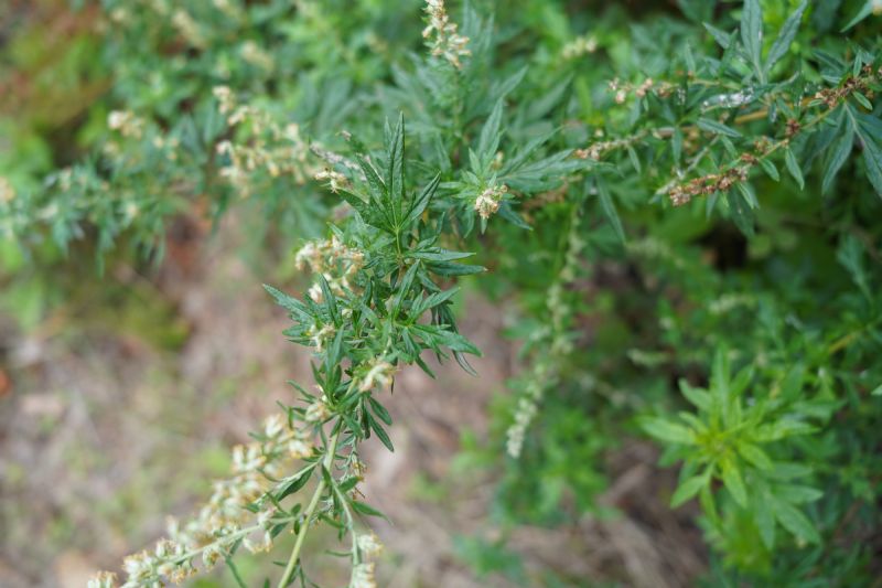 Artemisia vulgaris o verlotiorum?