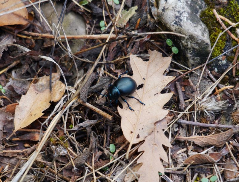 Chrysomelidae: Timarcha nicaeensis