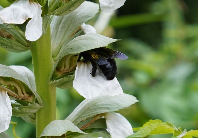 Apidae Xylocopinae: Xylocopa sp.