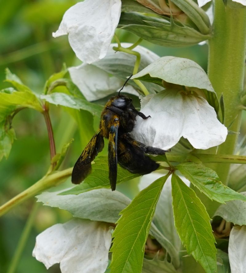 Apidae Xylocopinae: Xylocopa sp.