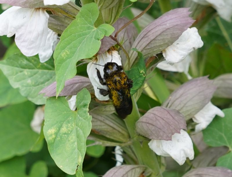 Apidae Xylocopinae: Xylocopa sp.