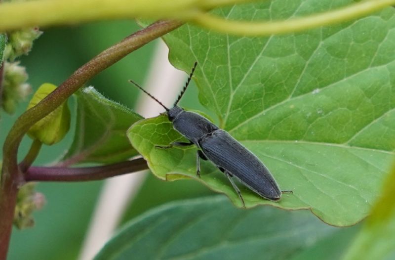 Elateridae