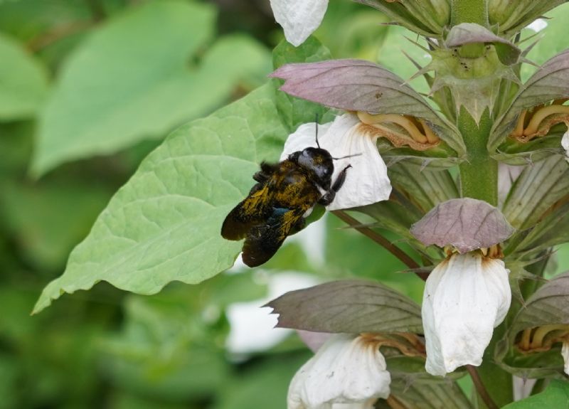 Apidae Xylocopinae: Xylocopa sp.