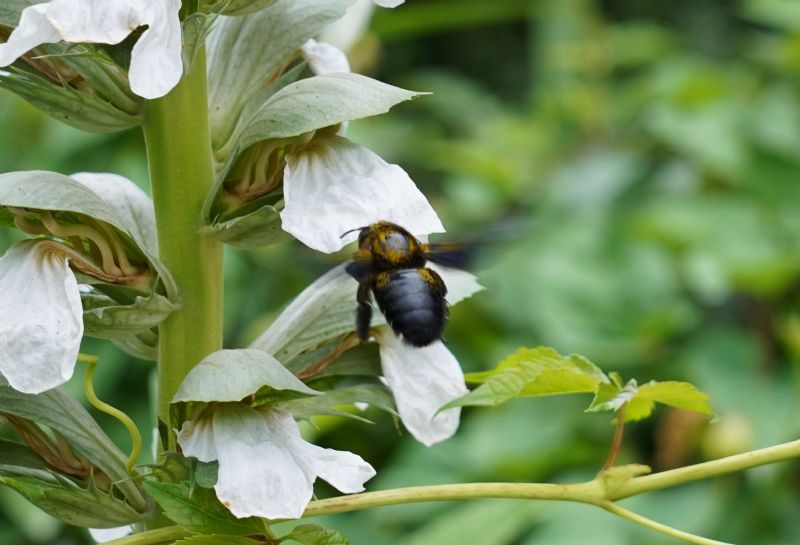 Apidae Xylocopinae: Xylocopa sp.