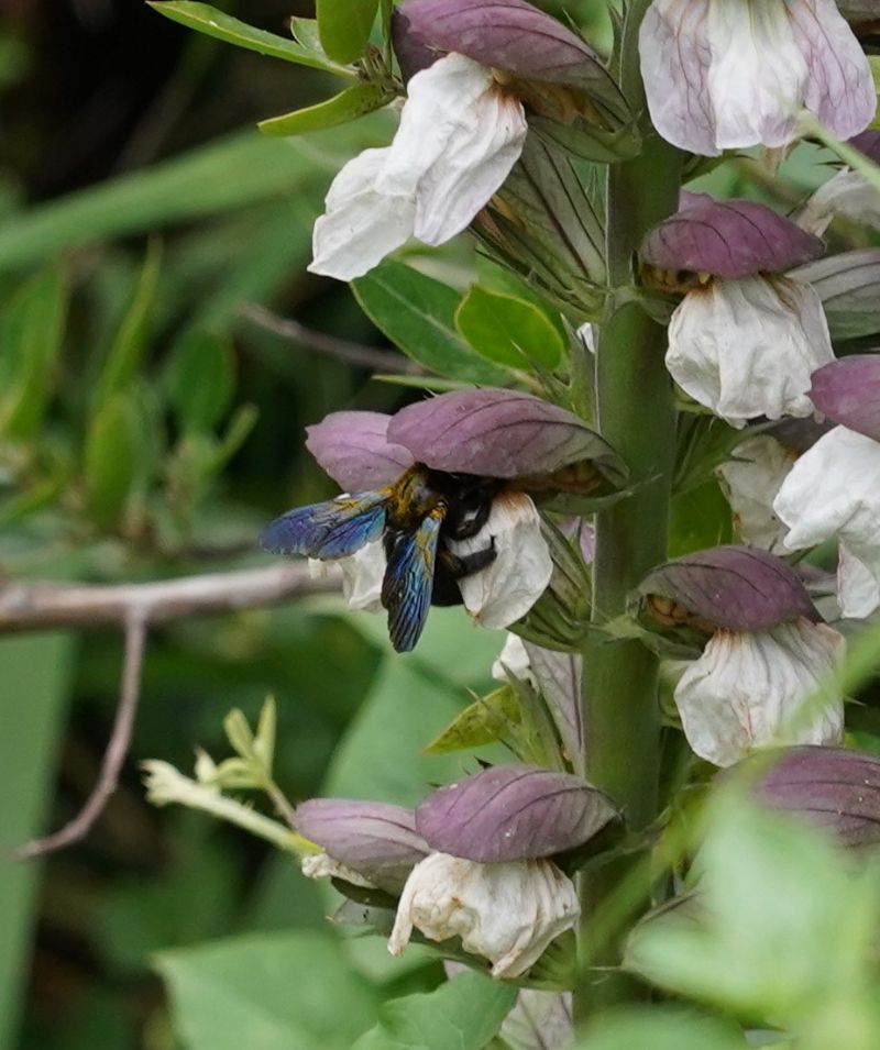 Apidae Xylocopinae: Xylocopa sp.