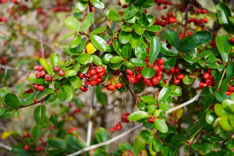 Quale Pyracantha?