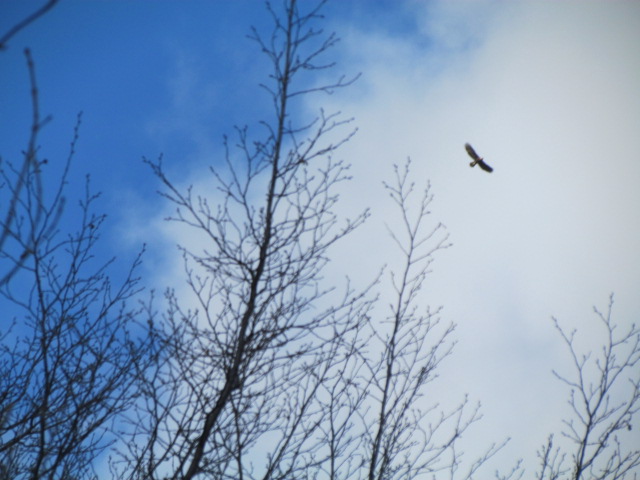 rapace alpi apuane