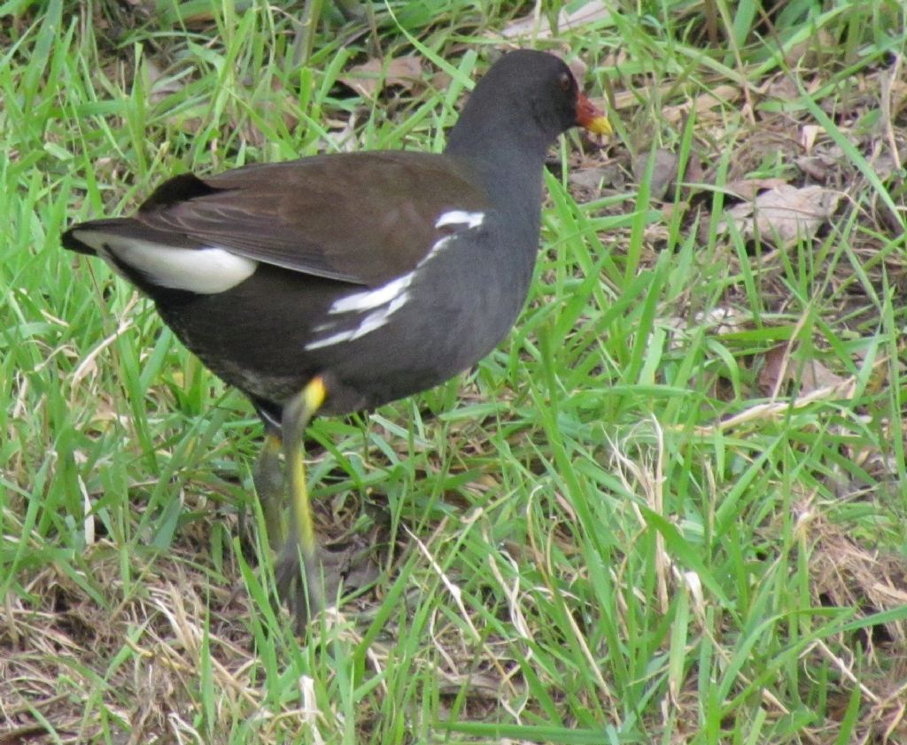 gallinella in... erba