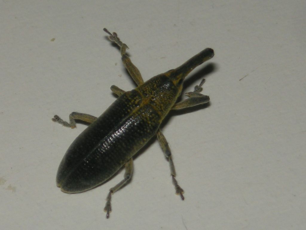 Lixus sp. dal lungo naso