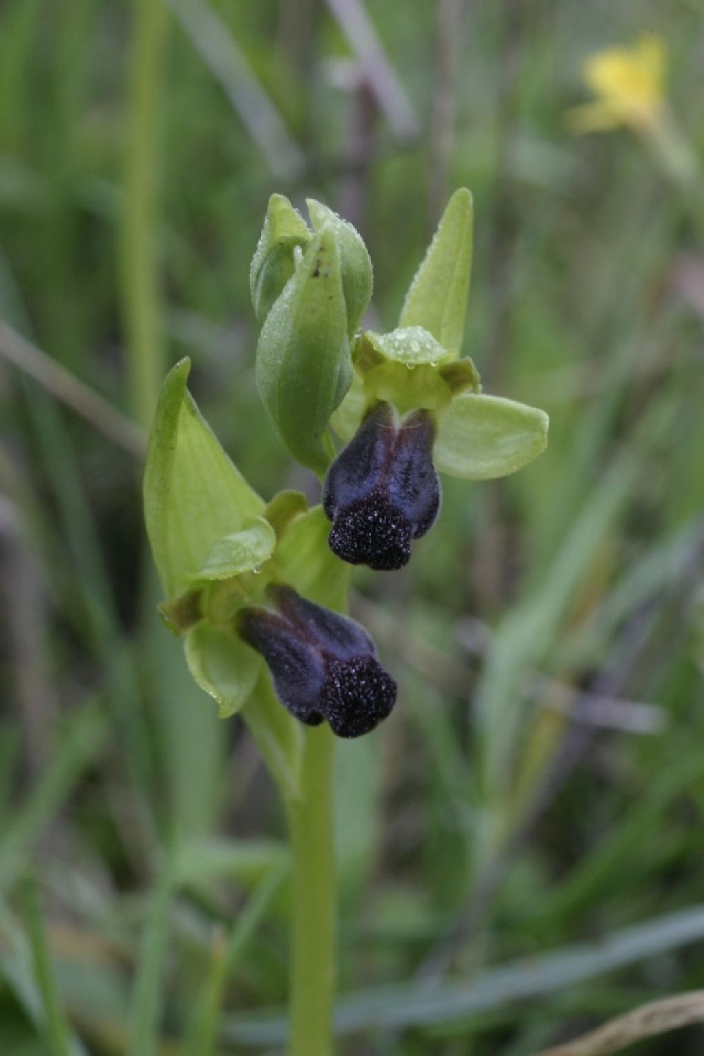 Ophrys