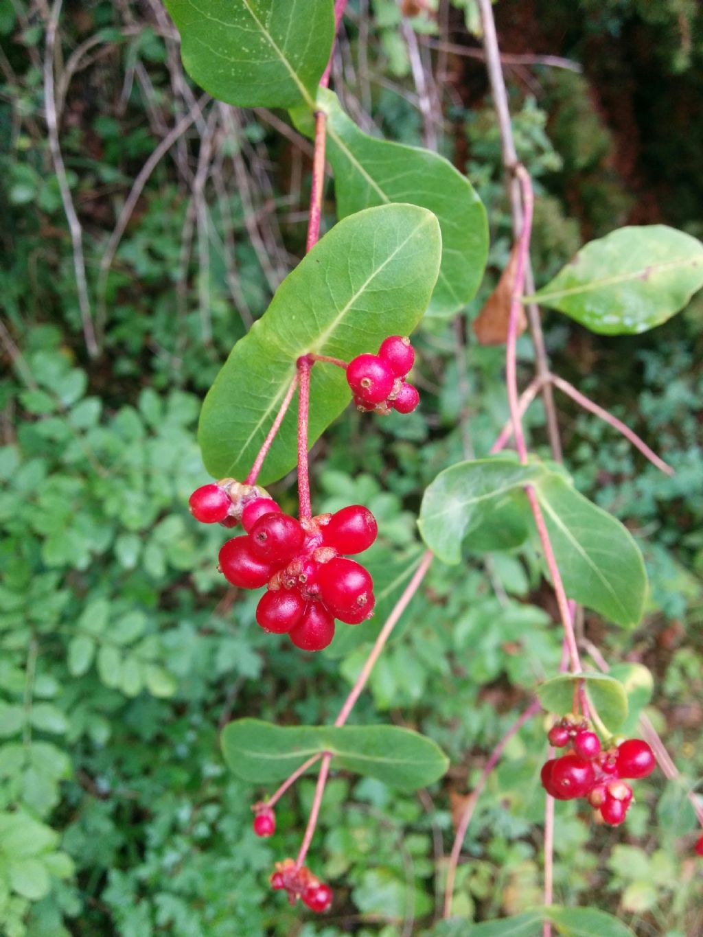 Lonicera etrusca / Caprifoglio etrusco