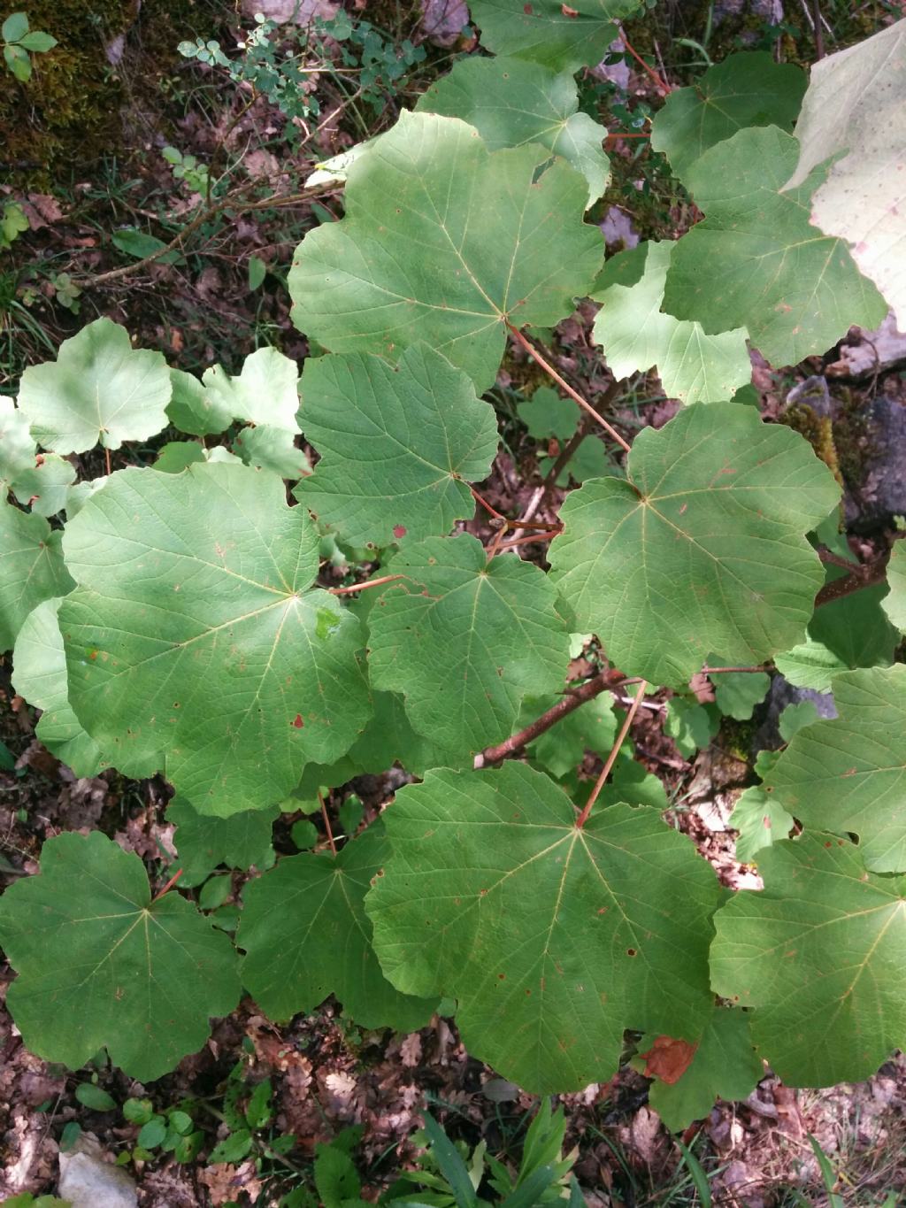 Acer opalus / Acero napoletano